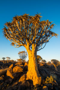 Quiver tree forest (Aloe dichotoma) at sunset, Gariganus farm, Ketmanshoop, Namibia Quiver tree forest (Aloe dichotoma) at sunset, Gariganus farm, Ketmanshoop, Namibia
